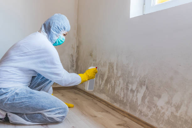 Licensed Mold Removal service in Erwin, NC - WQB Mold Removal